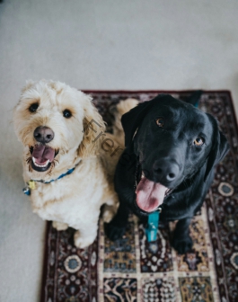 two dogs sitting on maroon area rug