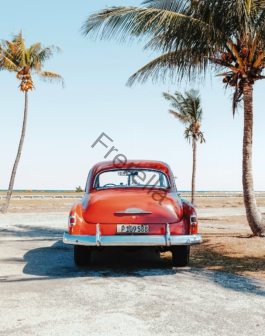 re beetle beside coconut trees