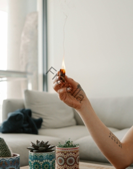 person holding orange flower in front of white wall