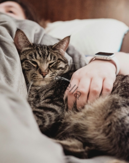 person holding gray tabby cat while lying on bed