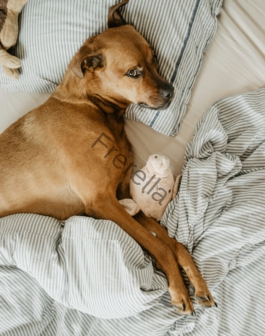 dog lying on bed